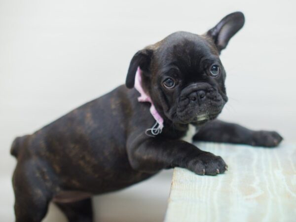 French Bulldog-DOG-Female-Brindle & White-13272-Petland Wichita, Kansas