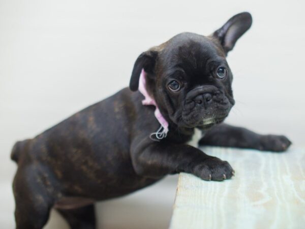 French Bulldog DOG Female Brindle & White 13272 Petland Wichita, Kansas