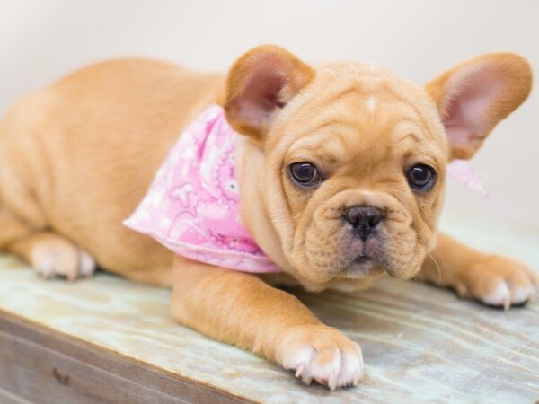 French Bulldog DOG Female Red Fawn 13271 Petland Wichita, Kansas