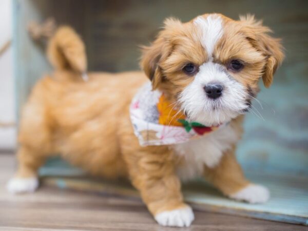 Lhasa Apso DOG Male BROWN & WHITE 13270 Petland Wichita, Kansas