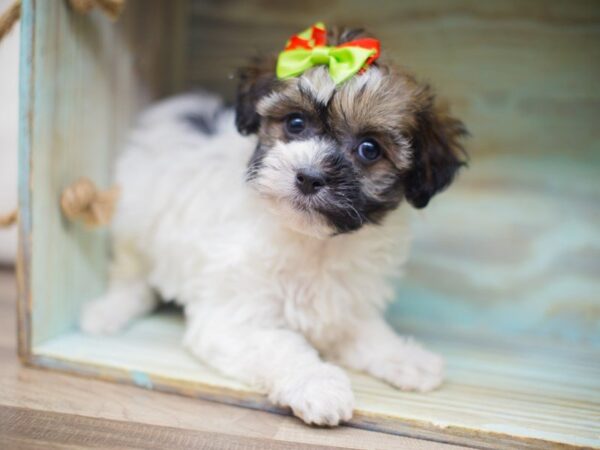 Havanese DOG Female WHITE BLACK & TAN 13264 Petland Wichita, Kansas