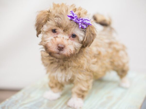 Havanese DOG Female chocolate 13263 Petland Wichita, Kansas