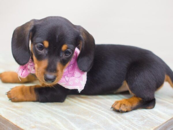 Miniature Dachshund DOG Female Black and Tan 13262 Petland Wichita, Kansas