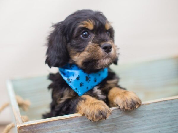 Cava Poo-DOG-Male--13261-Petland Wichita, Kansas