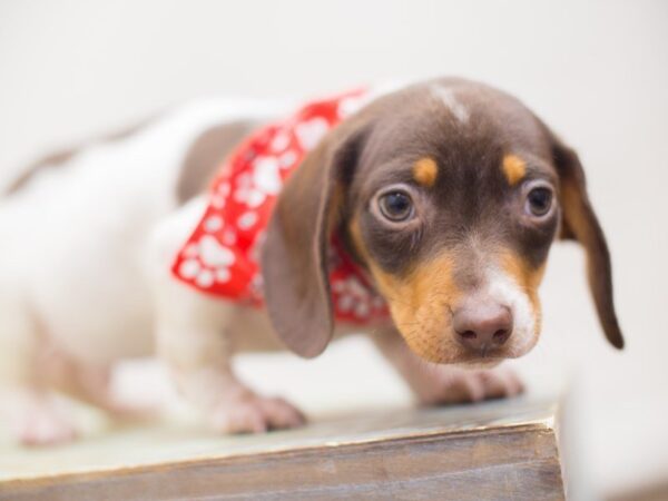 Miniature Dachshund DOG Male CHOCOLATE/TAN PIEBALD 13260 Petland Wichita, Kansas