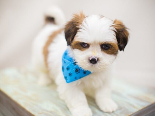 Lhasa Apso DOG Male BROWN AND WHITE 13269 Petland Wichita, Kansas