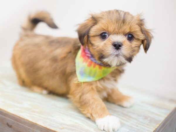 Lhasa Apso DOG Male RED 13267 Petland Wichita, Kansas