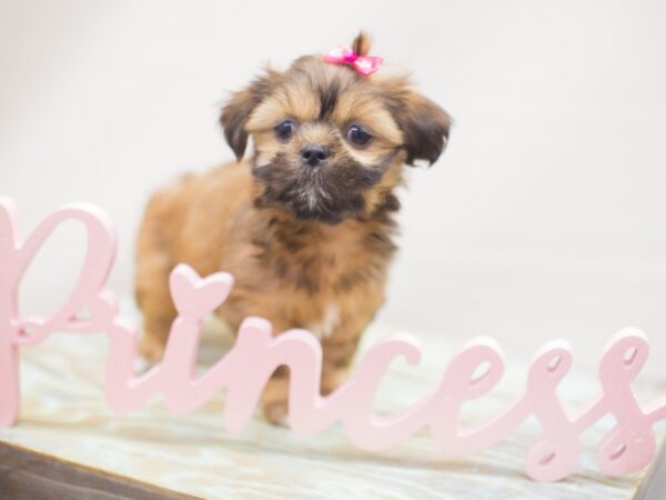 Lhasa Apso DOG Female RED 13266 Petland Wichita, Kansas