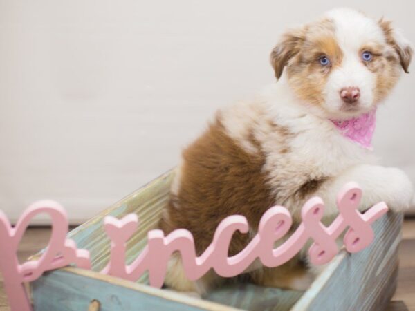 Australian Shepherd DOG Female Red Merle 13258 Petland Wichita, Kansas