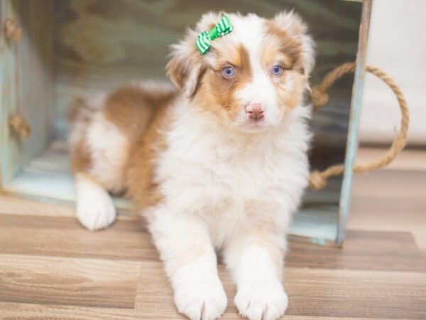 Australian Shepherd DOG Female Red Merle 13257 Petland Wichita, Kansas