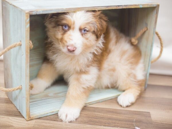 Australian Shepherd DOG Male Red Merle 13256 Petland Wichita, Kansas