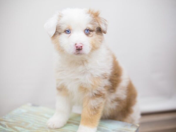 Australian Shepherd-DOG-Male-Red Merle-13255-Petland Wichita, Kansas