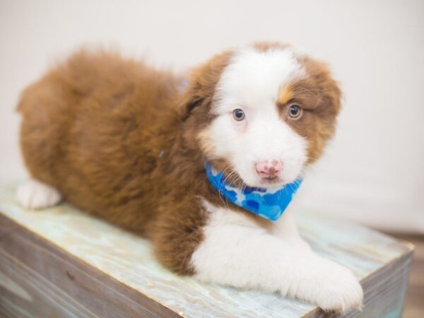 Australian Shepherd DOG Male Red Tri 13254 Petland Wichita, Kansas