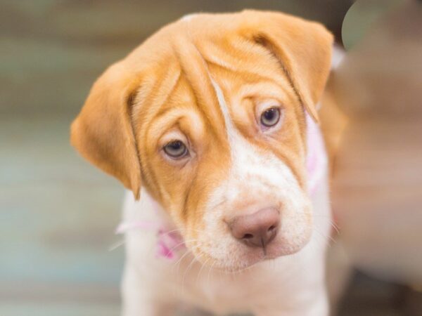 Mini Walrus (Shar-Pei/Beagle) DOG Female RED & WHITE 13253 Petland Wichita, Kansas