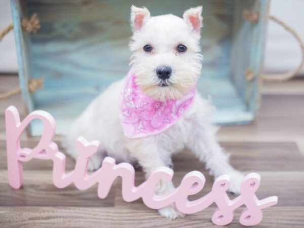 Miniature Schnauzer-DOG-Female-White-13252-Petland Wichita, Kansas