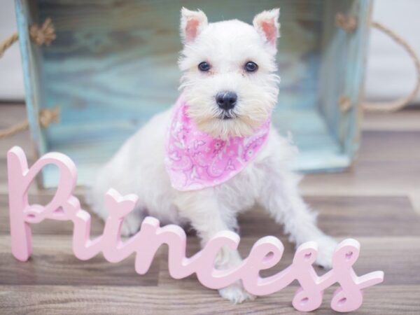 Miniature Schnauzer DOG Female White 13252 Petland Wichita, Kansas