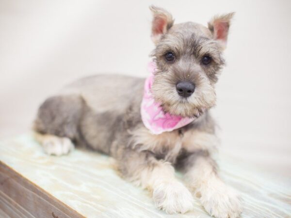Miniature Schnauzer-DOG-Female-salt & pepper-13251-Petland Wichita, Kansas