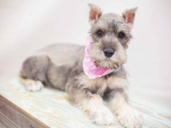 Miniature Schnauzer DOG Female salt & pepper 13251 Petland Wichita, Kansas