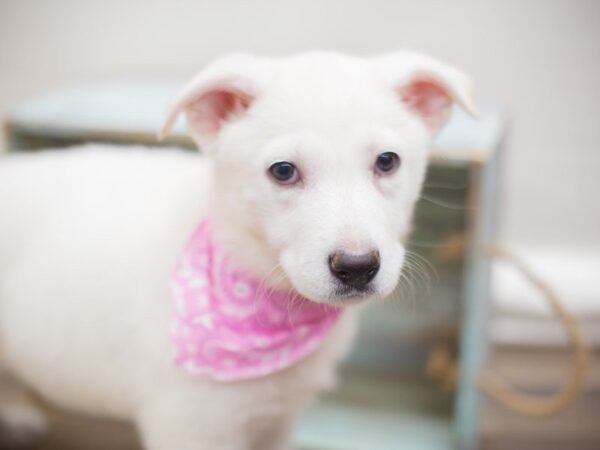 German Shepherd Dog-DOG-Female-White-13250-Petland Wichita, Kansas