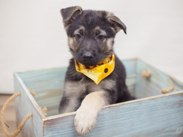 German Shepherd Dog DOG Female Black & Tan 13249 Petland Wichita, Kansas