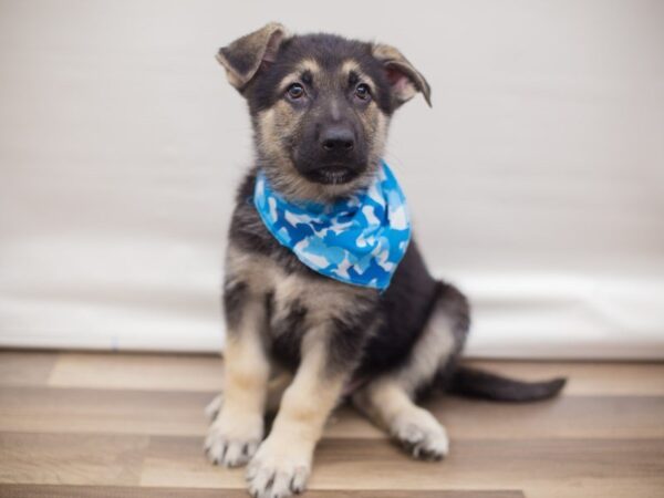 German Shepherd Dog DOG Male Black & Tan 13248 Petland Wichita, Kansas