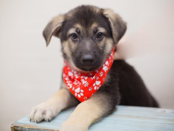 German Shepherd Dog DOG Male Black & Tan 13247 Petland Wichita, Kansas