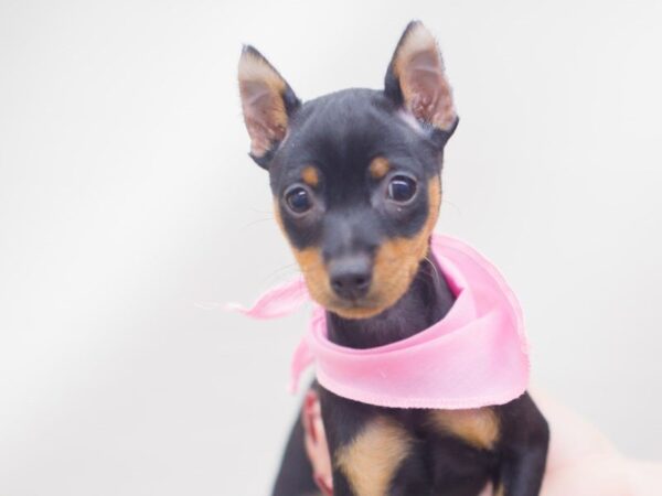 Miniature Pinscher DOG Female Black & Tan 13245 Petland Wichita, Kansas