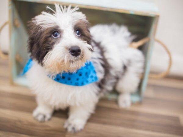 Schnoodle DOG Male Black and White 13279 Petland Wichita, Kansas