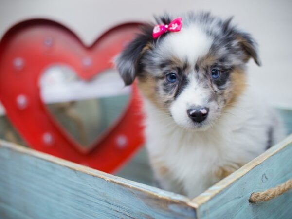 Miniature Australian Shepherd-DOG-Female-BLUE MERLE-13312-Petland Wichita, Kansas