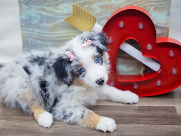 Miniature Australian Shepherd DOG Female BLUE MERLE 13311 Petland Wichita, Kansas