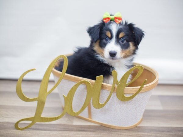 Miniature Australian Shepherd DOG Female BLACK TRI 13310 Petland Wichita, Kansas