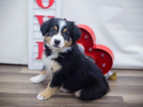 Miniature Australian Shepherd-DOG-Female-BLACK TRI-13309-Petland Wichita, Kansas