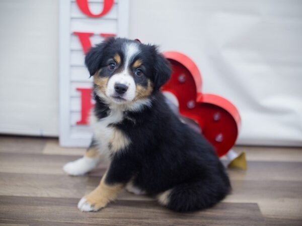 Miniature Australian Shepherd DOG Female BLACK TRI 13309 Petland Wichita, Kansas