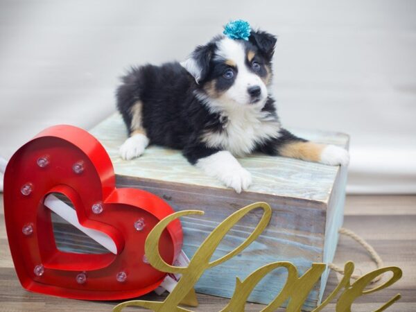 Miniature Australian Shepherd DOG Female BLACK TRI 13308 Petland Wichita, Kansas