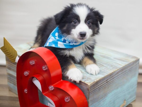 Miniature Australian Shepherd DOG Male BLACK TRI 13307 Petland Wichita, Kansas