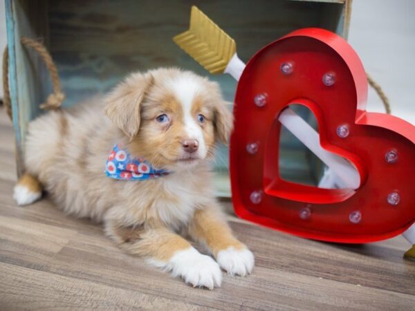 Miniature Australian Shepherd-DOG-Male-RED MERLE-13306-Petland Wichita, Kansas