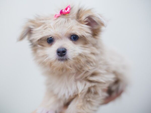 Maltipom DOG Female BLUE FAWN 13305 Petland Wichita, Kansas