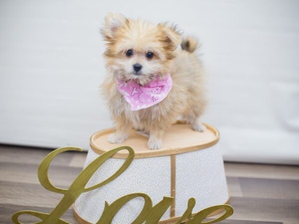 Maltipom DOG Female SABLE 13304 Petland Wichita, Kansas