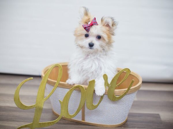 Maltipom-DOG-Female-WHITE & GOLD-13303-Petland Wichita, Kansas