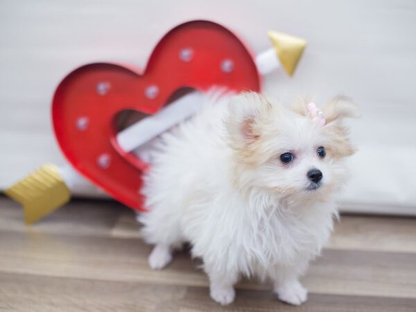 Maltipom-DOG-Male-Cream and White-13302-Petland Wichita, Kansas