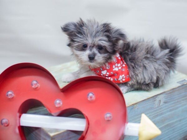 Maltipom DOG Male BLUE MERLE 13301 Petland Wichita, Kansas