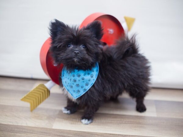 Maltipom-DOG-Male-BLACK-13300-Petland Wichita, Kansas