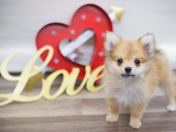 Pomeranian-DOG-Male-RED SABLE-13298-Petland Wichita, Kansas