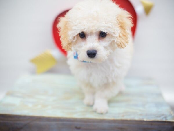Miniature Poodle-DOG-Male-CREAM-13296-Petland Wichita, Kansas