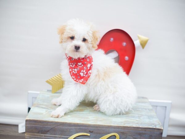 Miniature Poodle DOG Male WHITE & CREAM 13295 Petland Wichita, Kansas