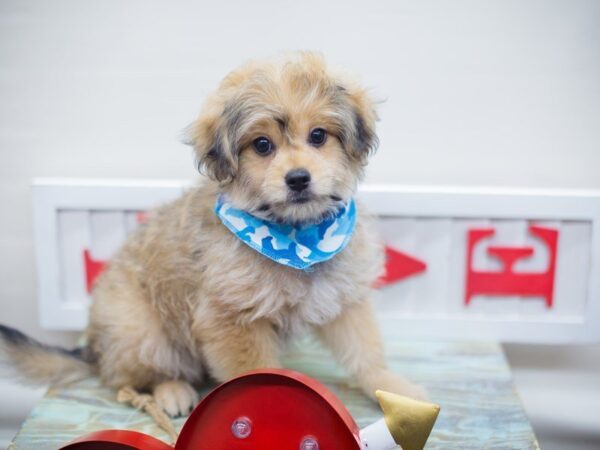 Pom Poo DOG Male LIGHT SABLE 13294 Petland Wichita, Kansas