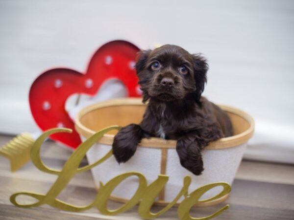 Cocker Spaniel DOG Female CHOCOLATE 13293 Petland Wichita, Kansas