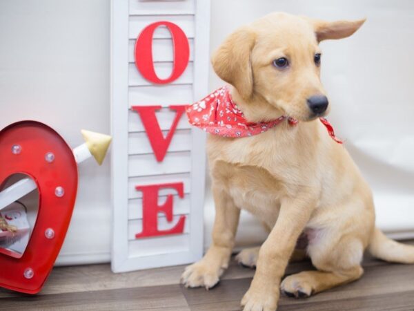 Labrador Retriever DOG Male YELLOW 13292 Petland Wichita, Kansas