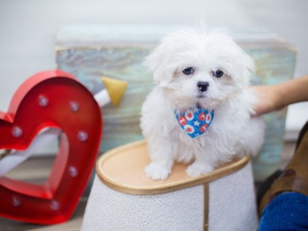 Pek A Poo DOG Male CREAM 13291 Petland Wichita, Kansas