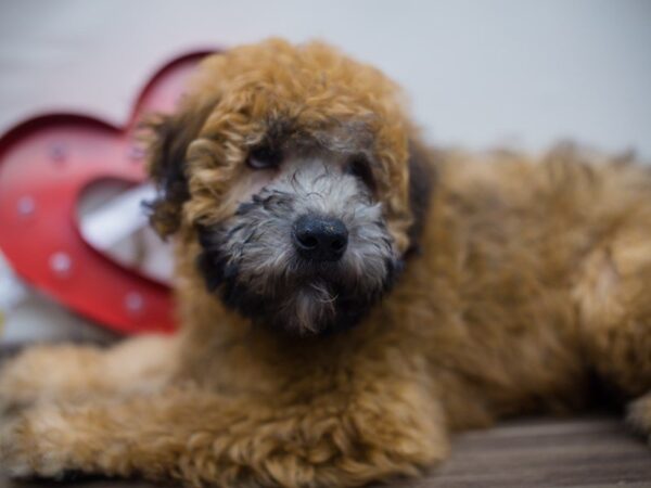 Soft Coated Wheaten Terrier DOG Male Wheaten 13287 Petland Wichita, Kansas